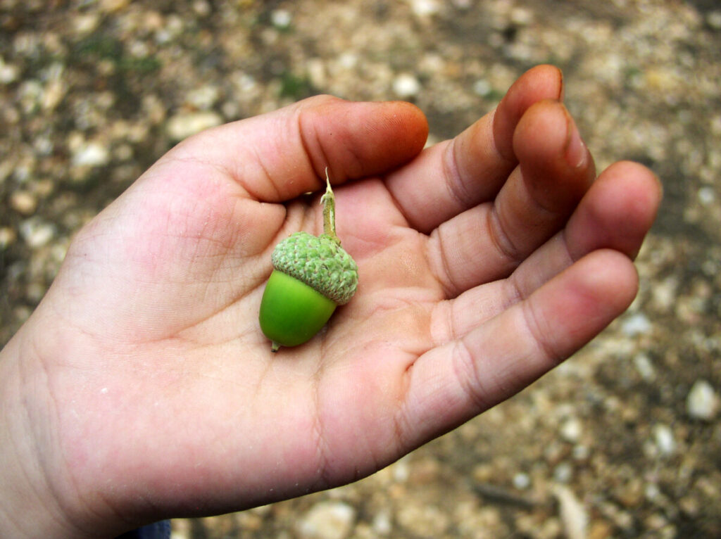 Acorn Rnd The Pros and Cons of Acorns: Is it Worth Your Money? - Working Man Finance
